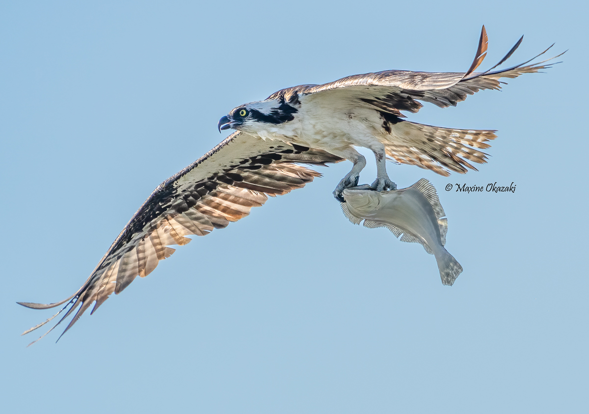 Osprey with flounder, Outer Banks, NC