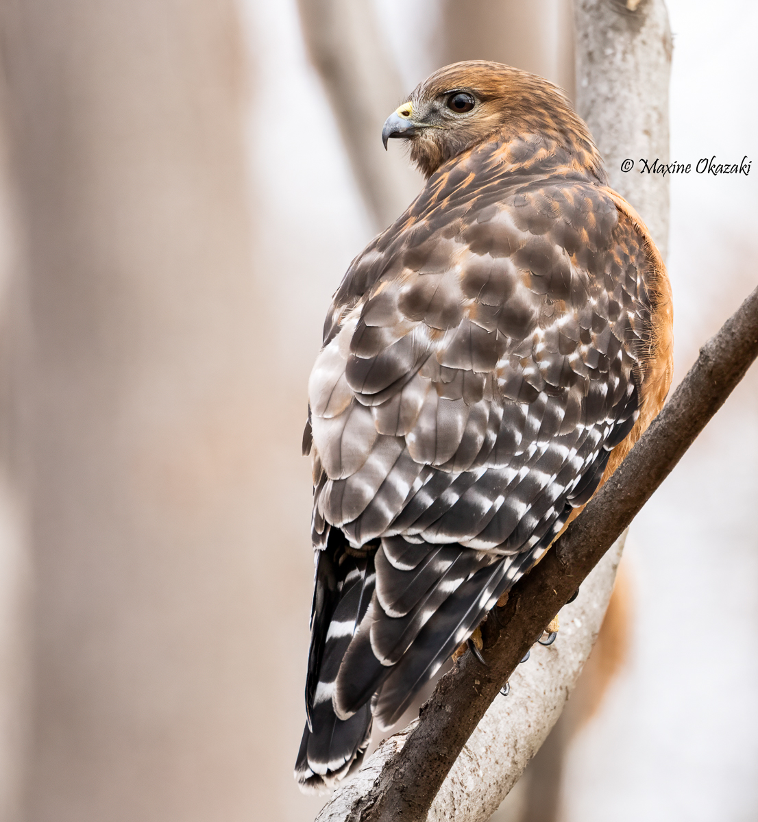 Red-shouldered hawk, Orange County, NC