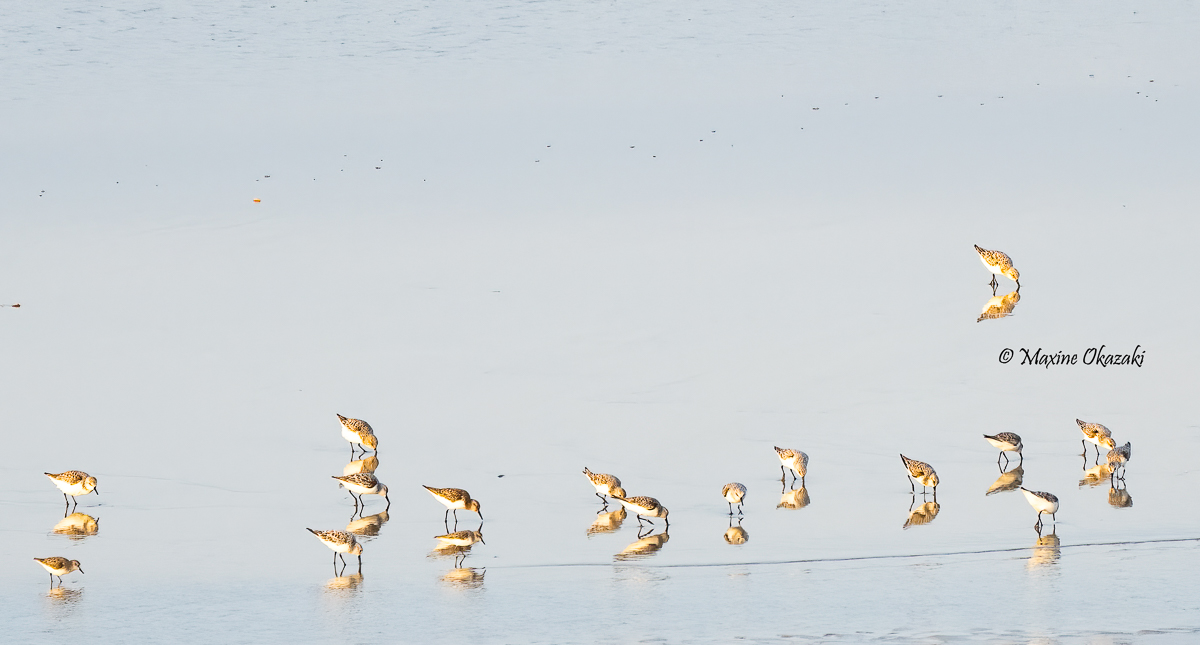 Sanderlings and reflections, Outer Banks, NC