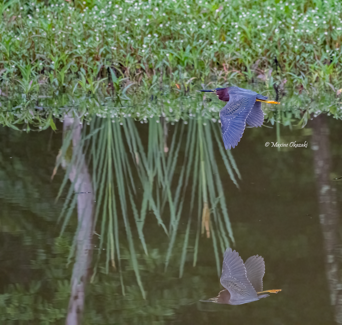 Green heron and reflection, Durham County, NC