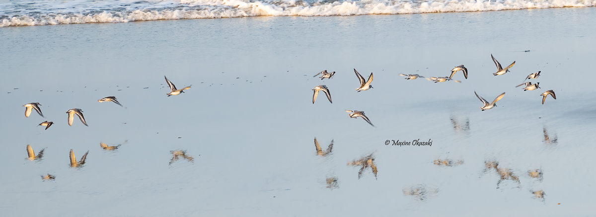 Sanderlings and reflections, Outer Banks, NC