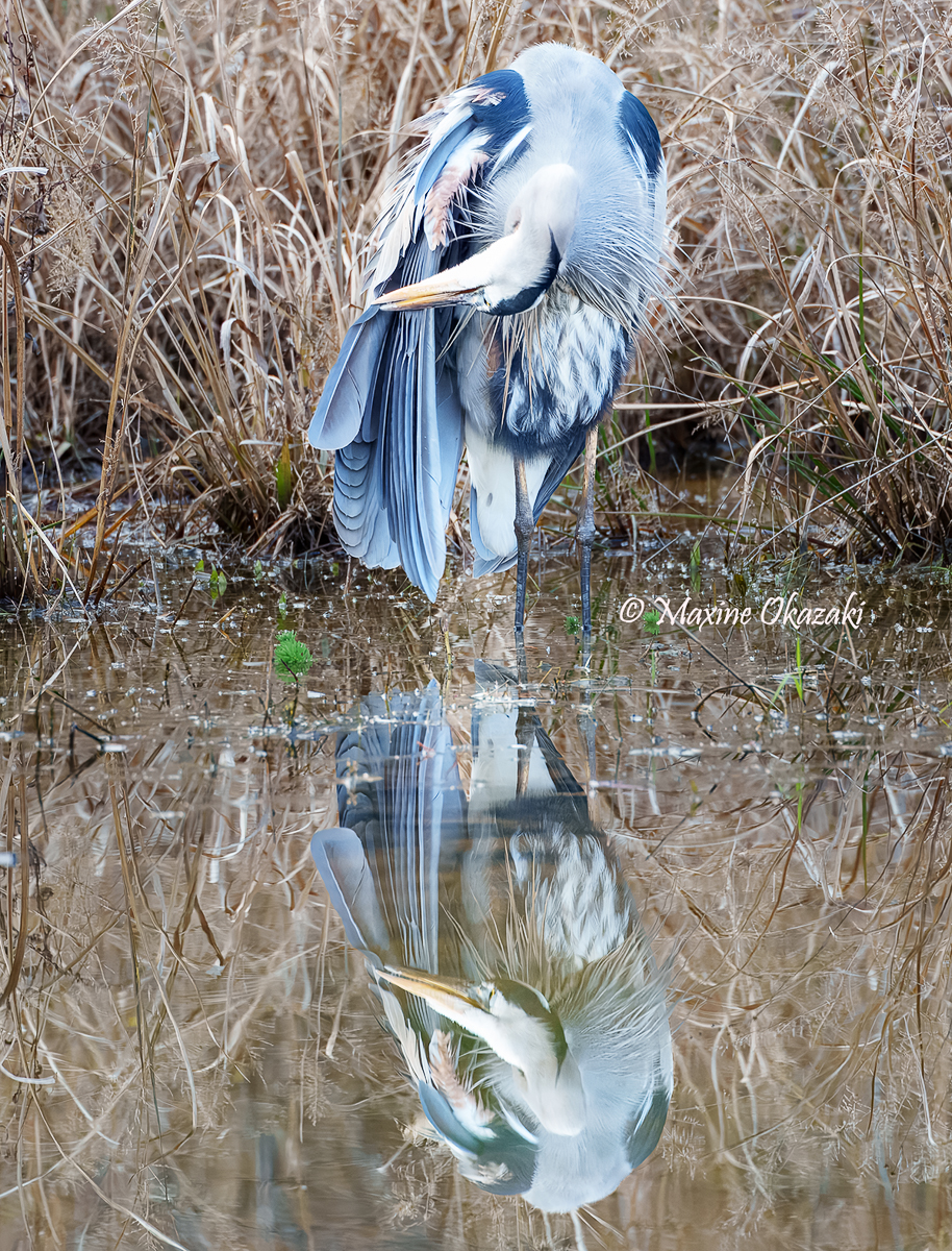Great blue heron preening, Orange County, NC