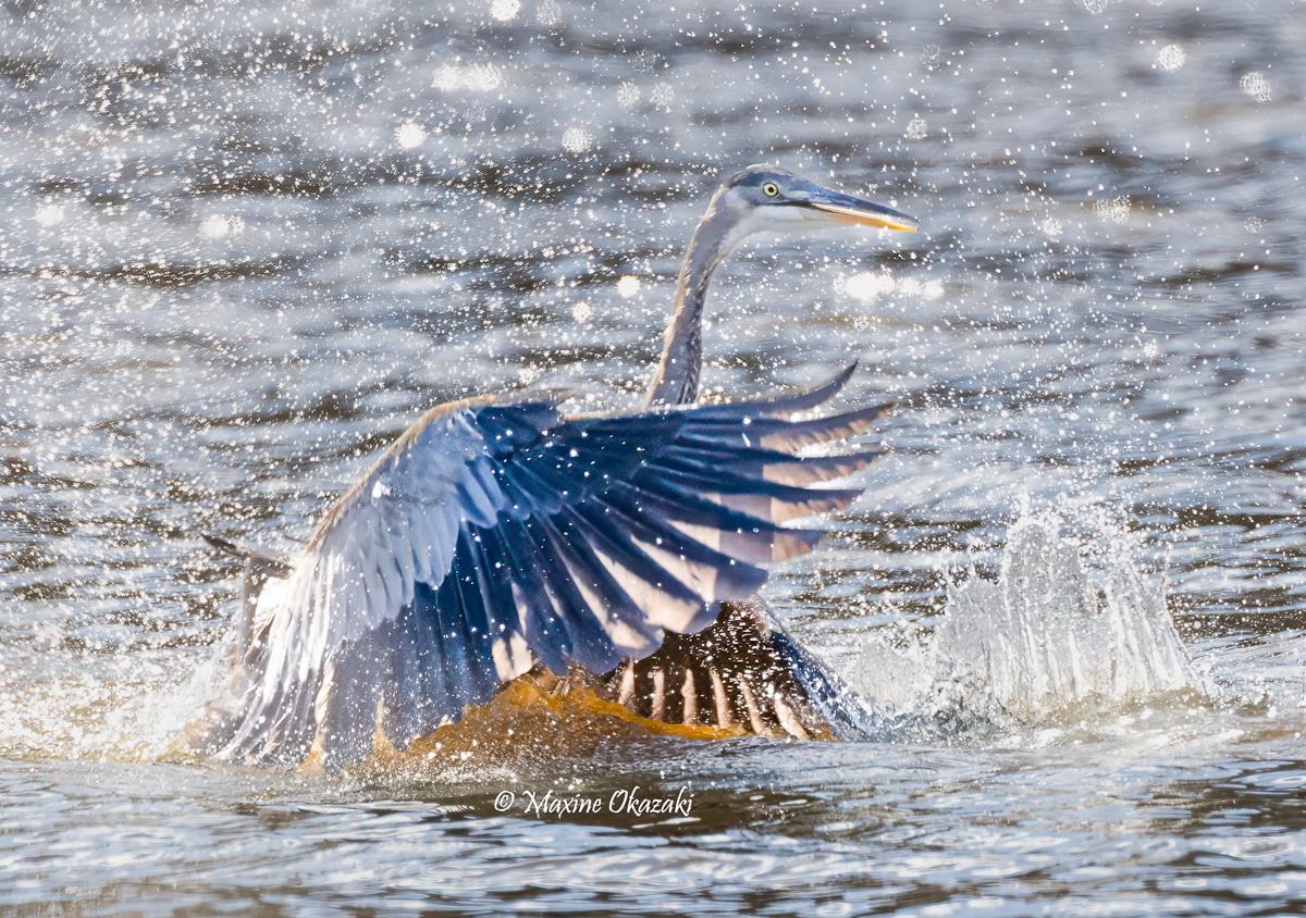 Great blue heron taking flight, Wake County, NC