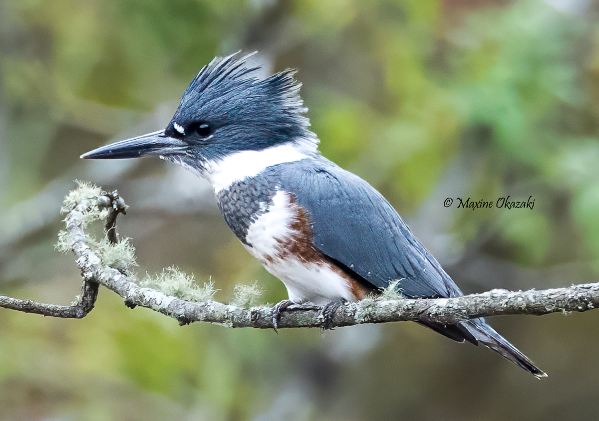Belted kingfisher, Orange County, NC