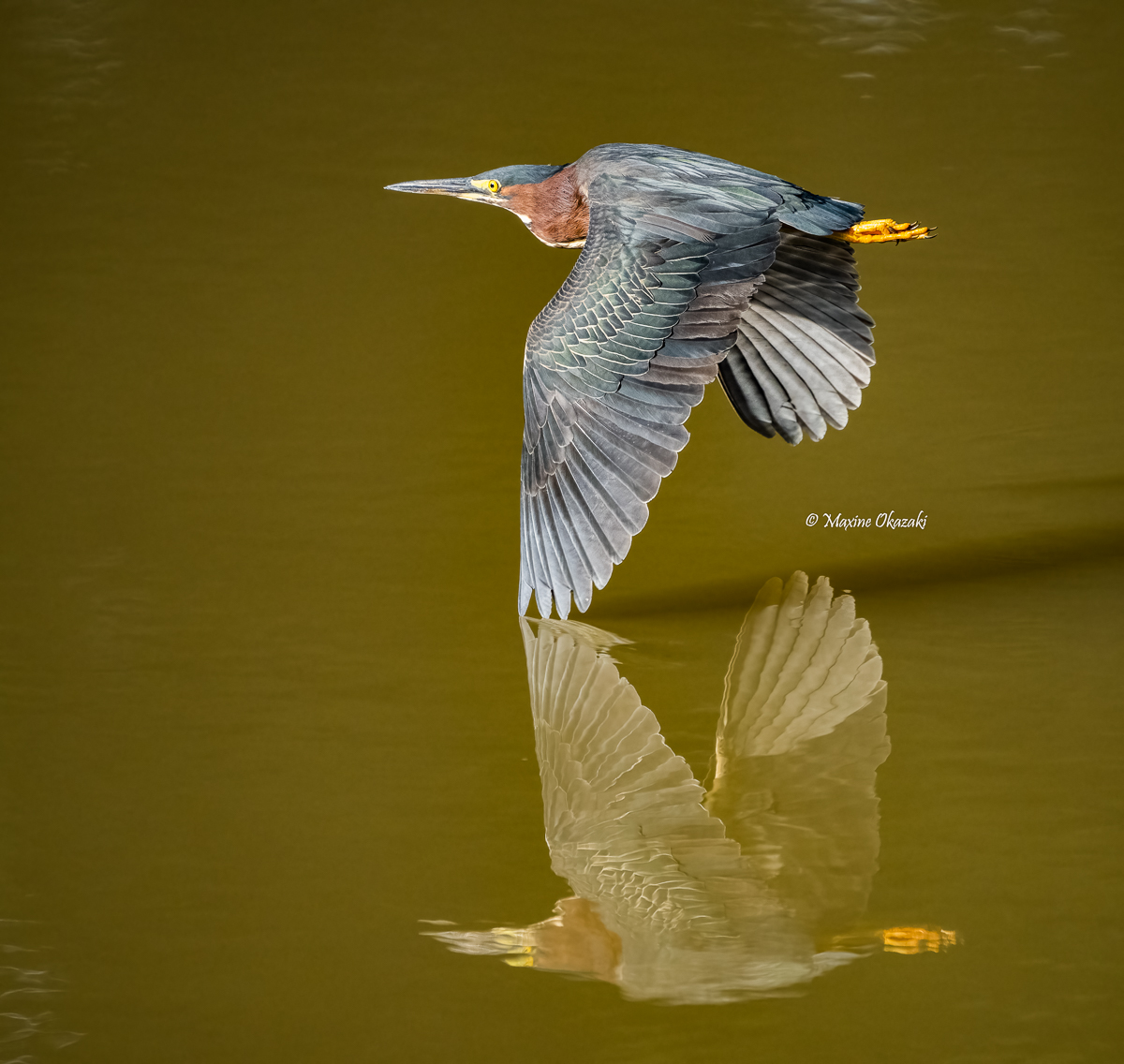 Touching his reflection (Green heron), Durham County, NC