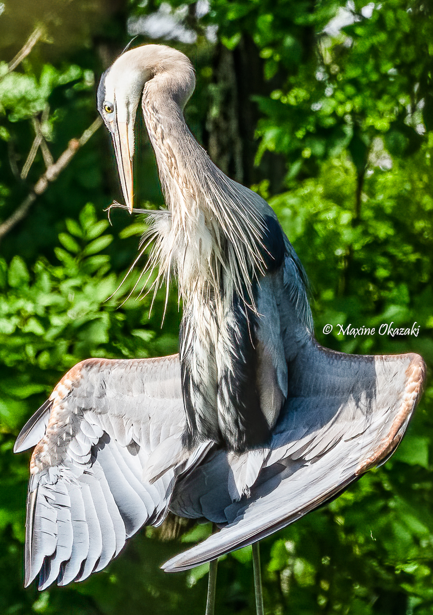 Great blue heron preening while sunning, Durham County, NC