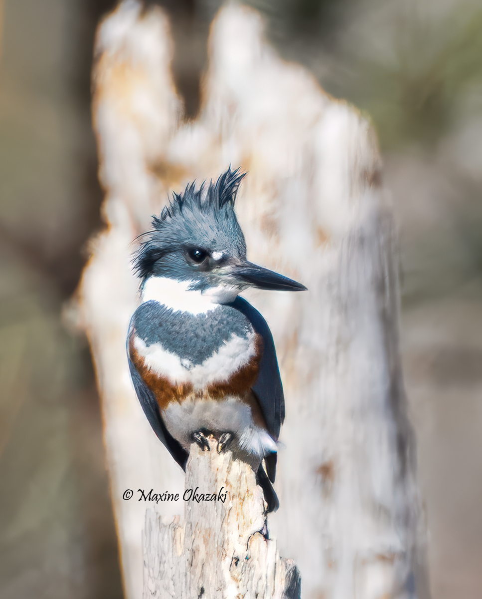 Female Belted kingfisher, Wake County, NC