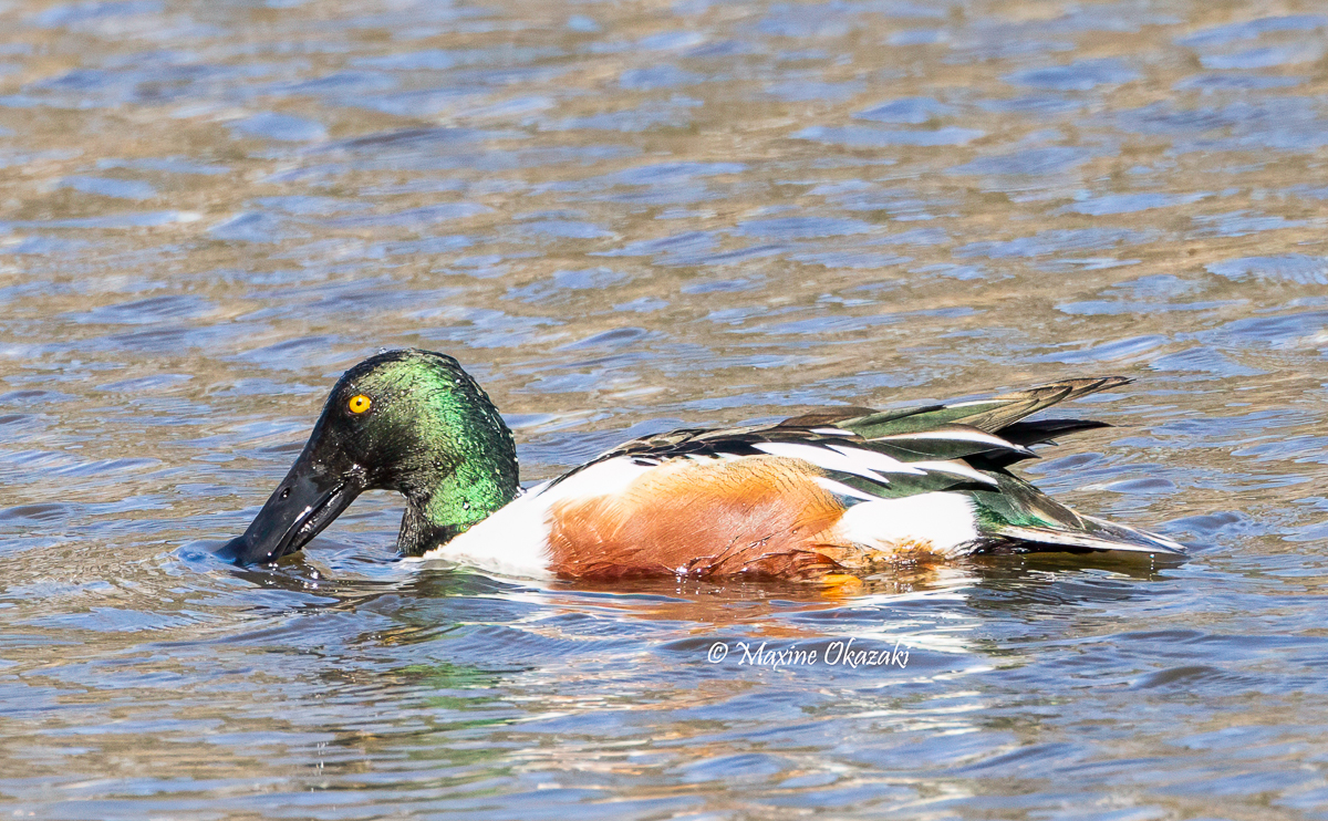 Male Northern shoveler, Wake County, NC