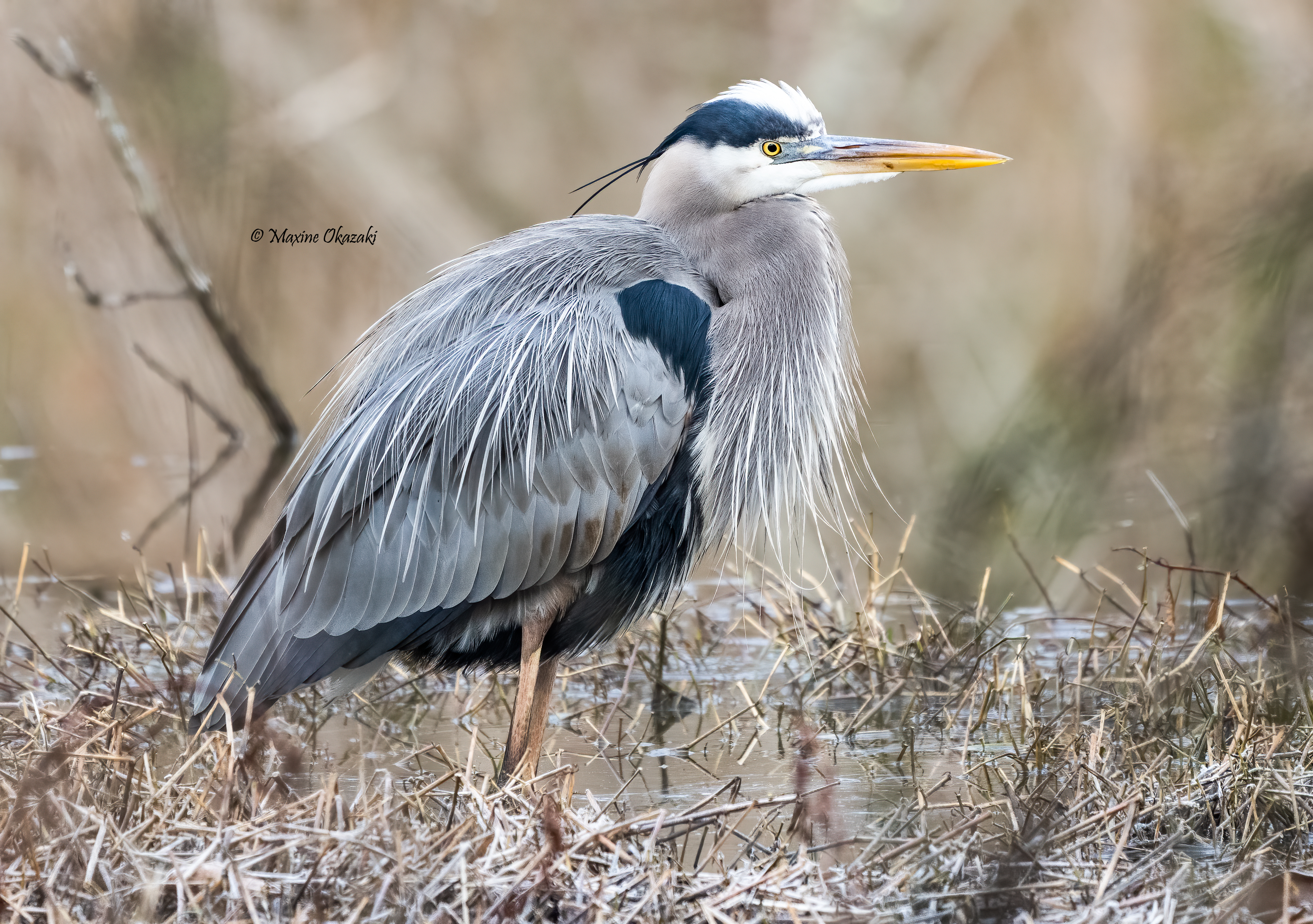 Great blue heron with breeding plumage, Durham County, NC