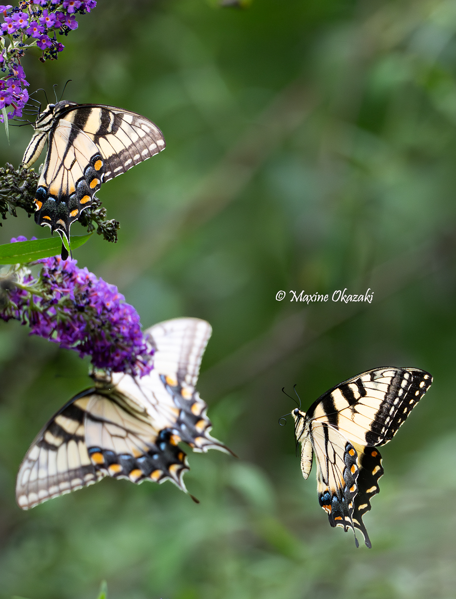 Late to the party (Eastern tiger swallowtail butterflies at butterfly bush), Durham County, NC