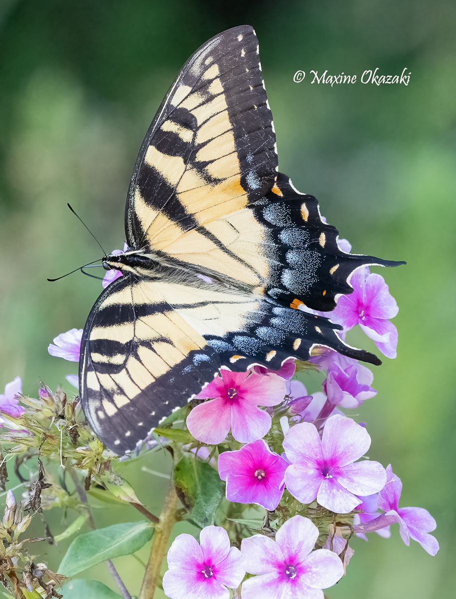 Eastern tiger swallowtail butterfly on phlox, Orange County, NC