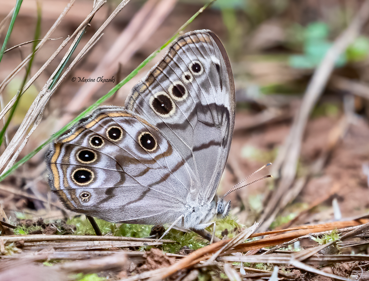 Northern pearly eye butterfly, Orange County, NC