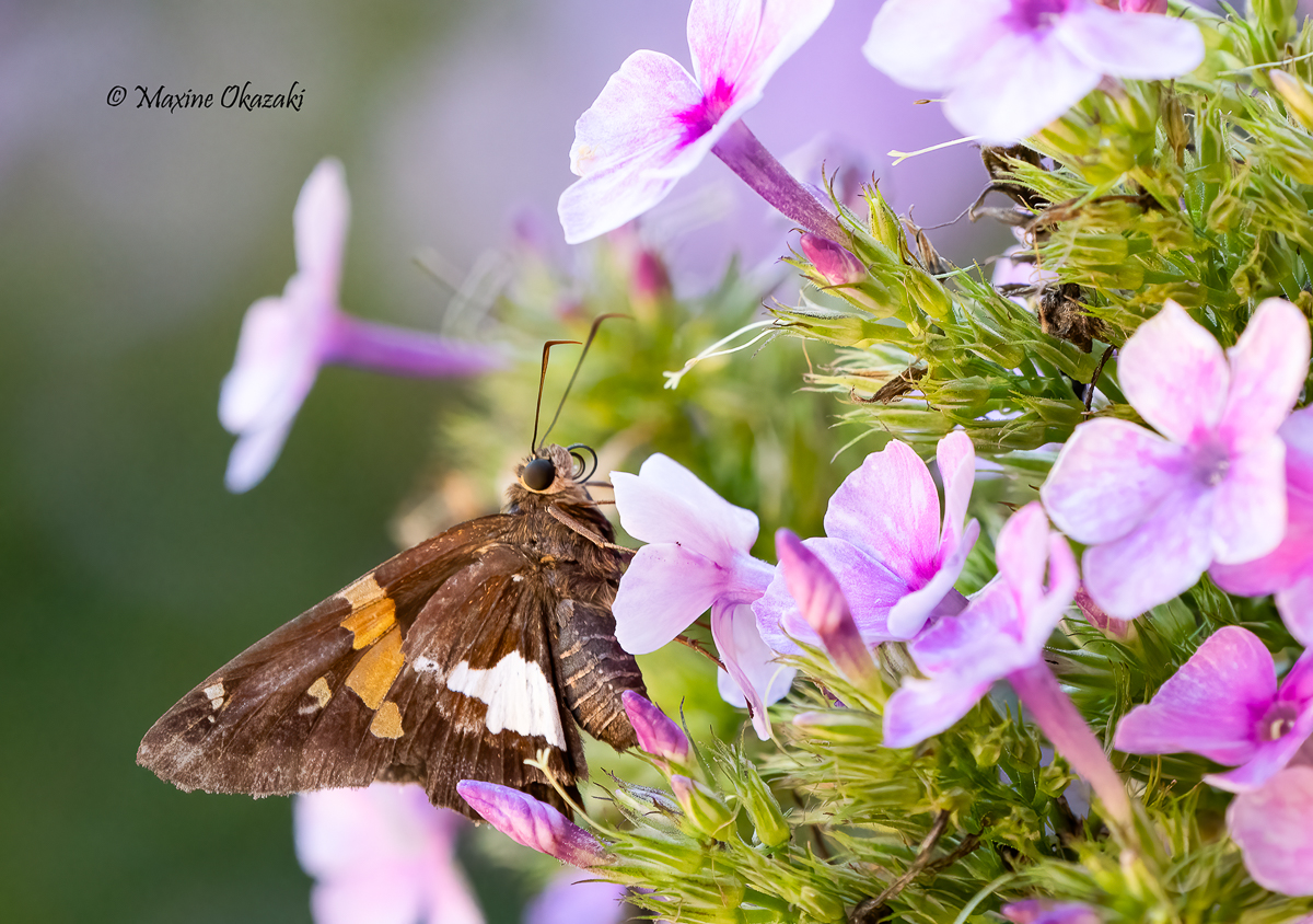 Silver-spotted skipper butterfly at phlox, Orange County, NC