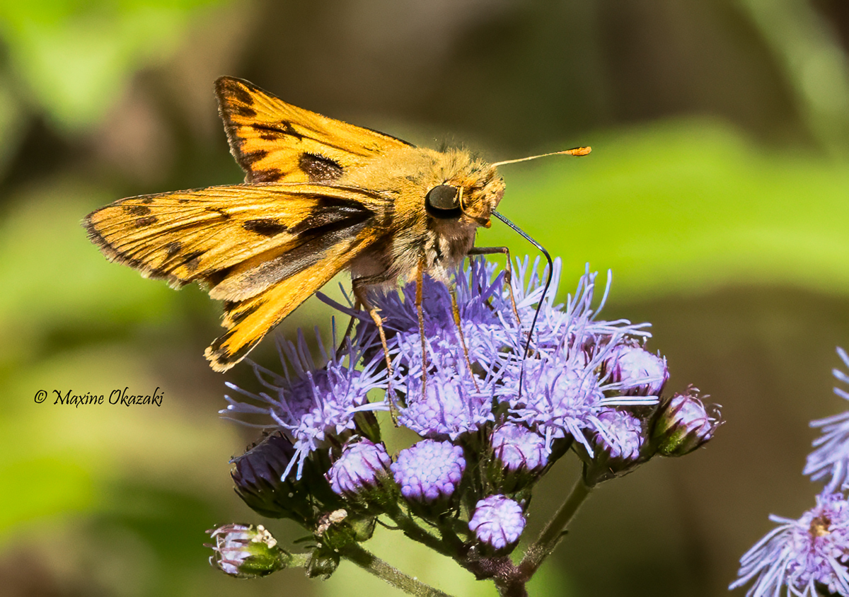 Fiery skipper butterfly onblue mistflower, Orange County, NC
