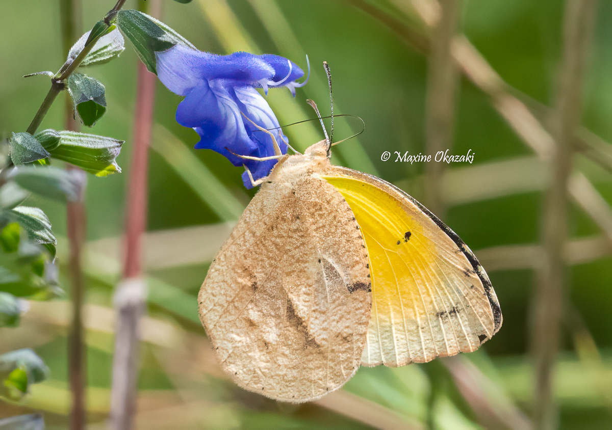Sleepy orange butterfly at salvia, Orange County, NC