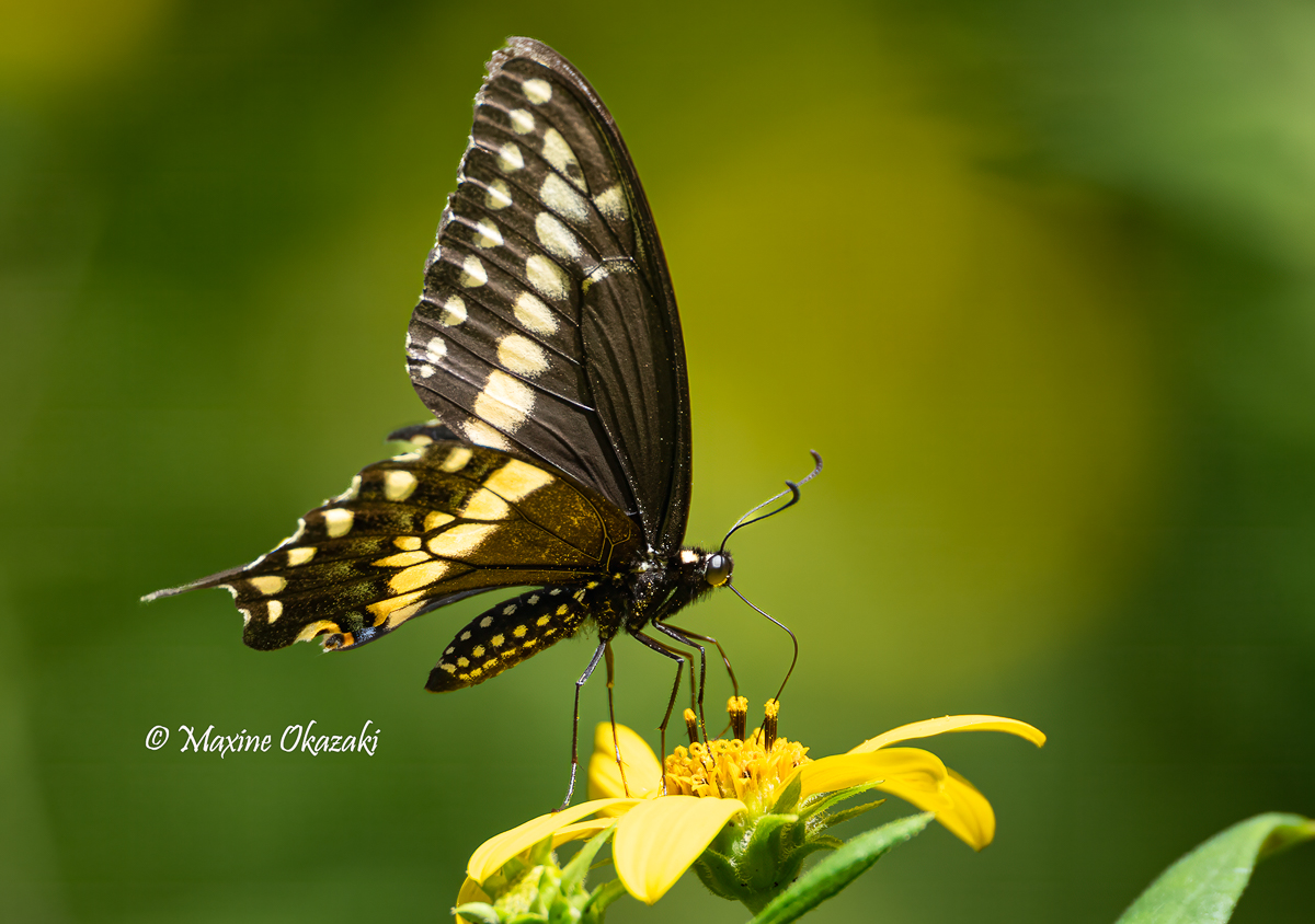 Black swallowtail butterfly, Orange County, NC
