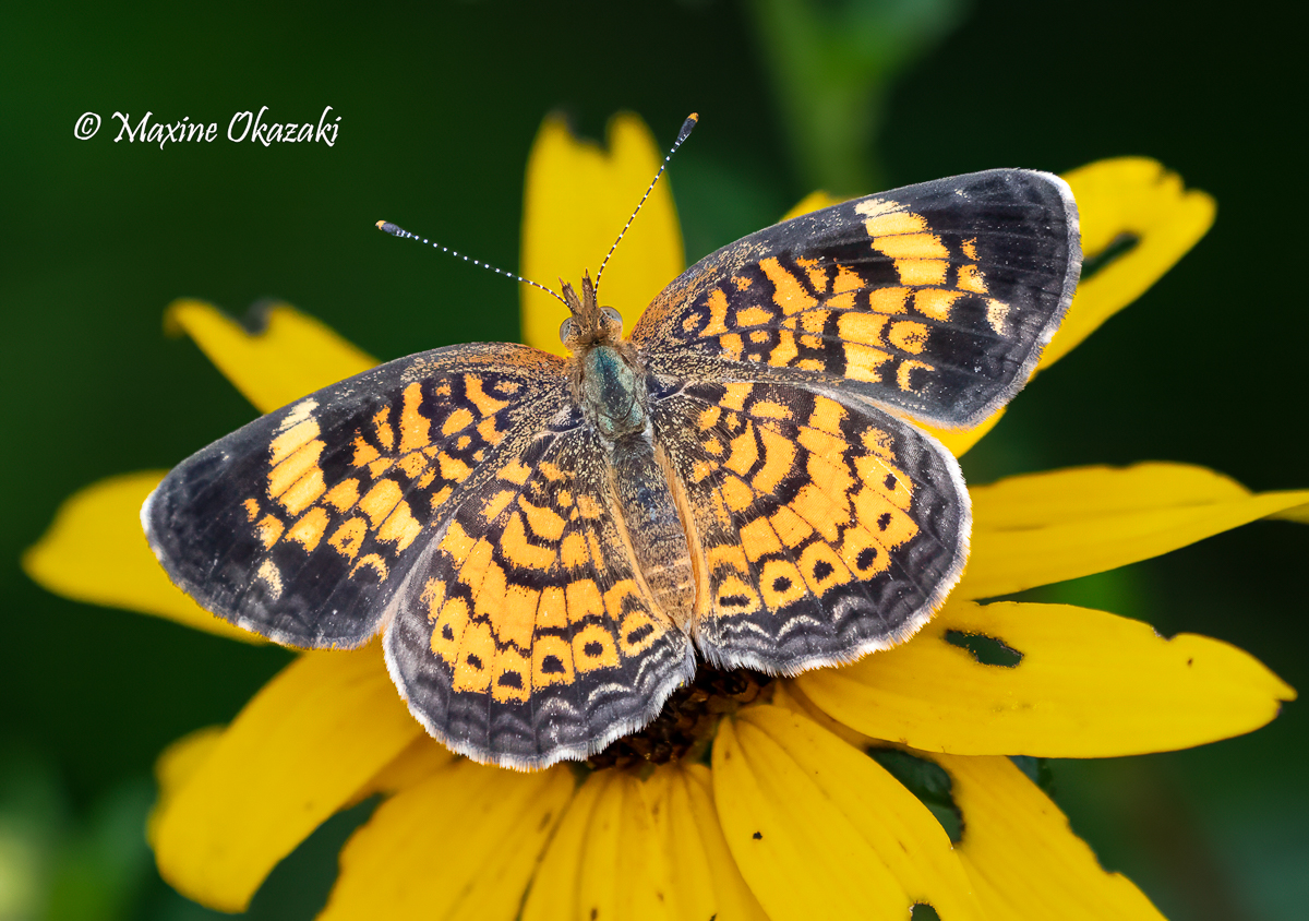 Silvery checkerspot butterfly on orange coneflower, Orange County, NC