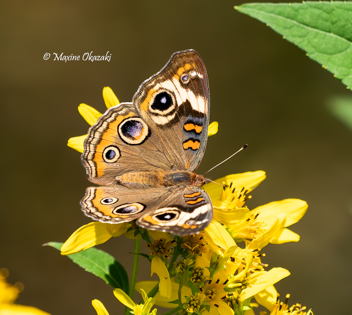 Common buckeye butterfly on crownbeard, Orange County, NC