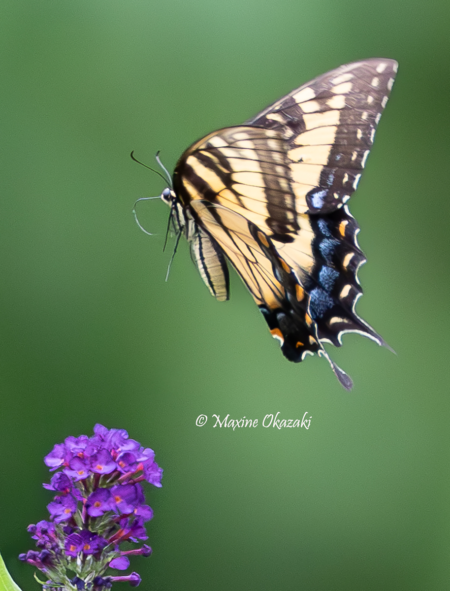 Eastern tiger swallowtail butterfly and butterfly bush, Durham County, NC