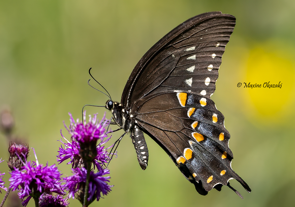 Spicebush swallowtail butterfly, Orange County, NC