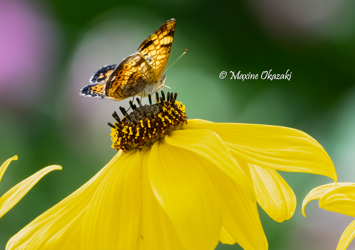 Silvery checkerspot butterfly on ditch daisy, Orange County, NC