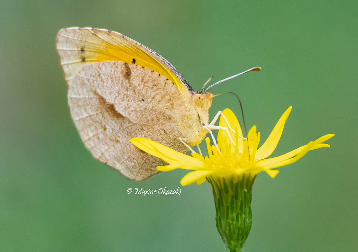 Sleepy orange butterfly on narrowleaf silkgrass, Orange County, NXC