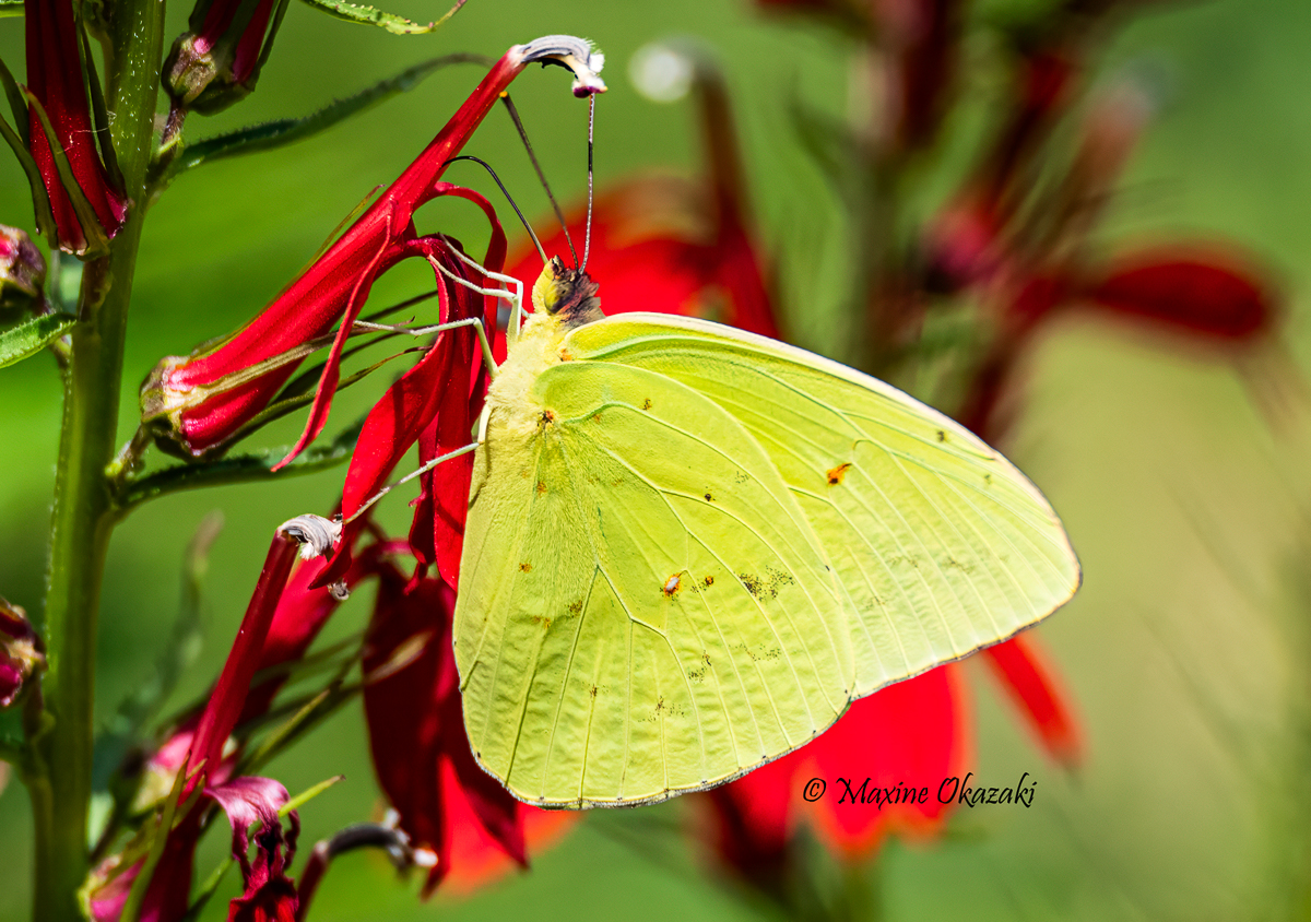 Cloudless sulphur butterfly at cardinal flower, Orange County, NC