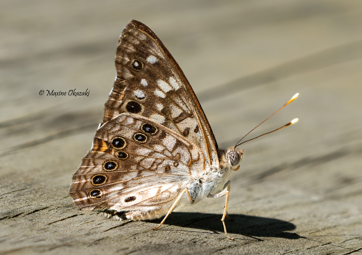 Hackberry emperor butterfly, Orange County, NC