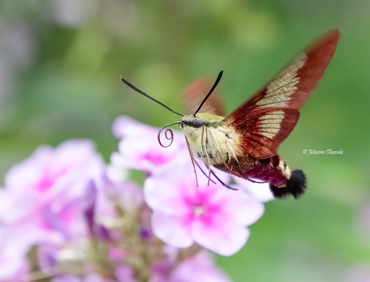 Hummingbird clearwing moth, Orange County, NC