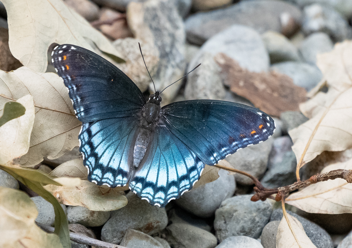 Red-spotted purple butterfly, Orange County, NC