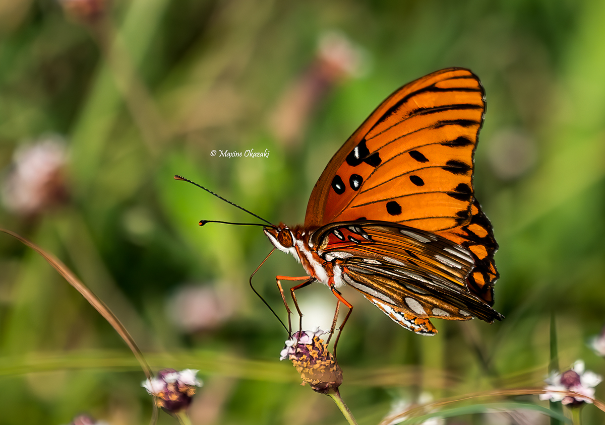 Gulf fritillary butterfly, Sullivan's Island, SC