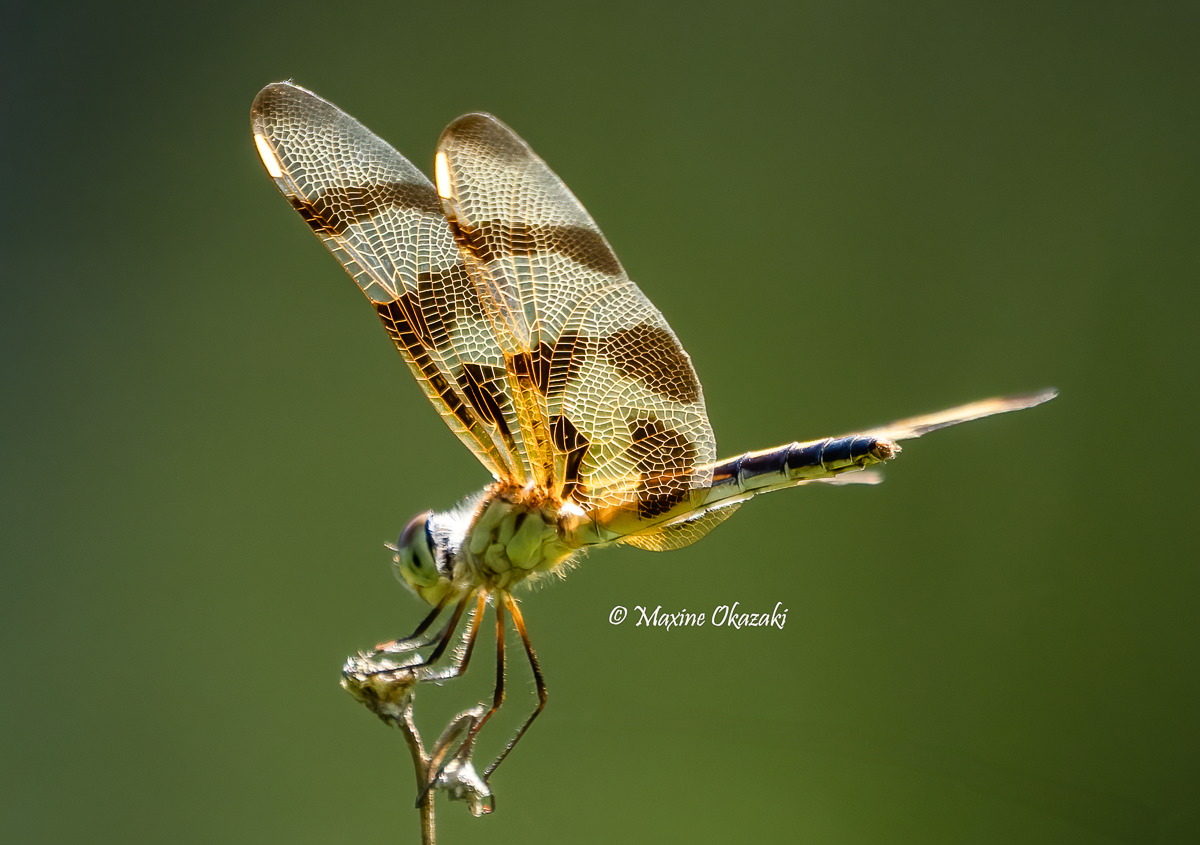 Female Halloween pennant dragonfly, Orange County, NC