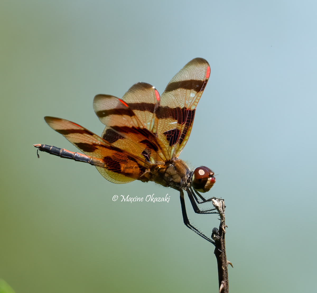 Halloween pennant dragonfly, Wake County, NC