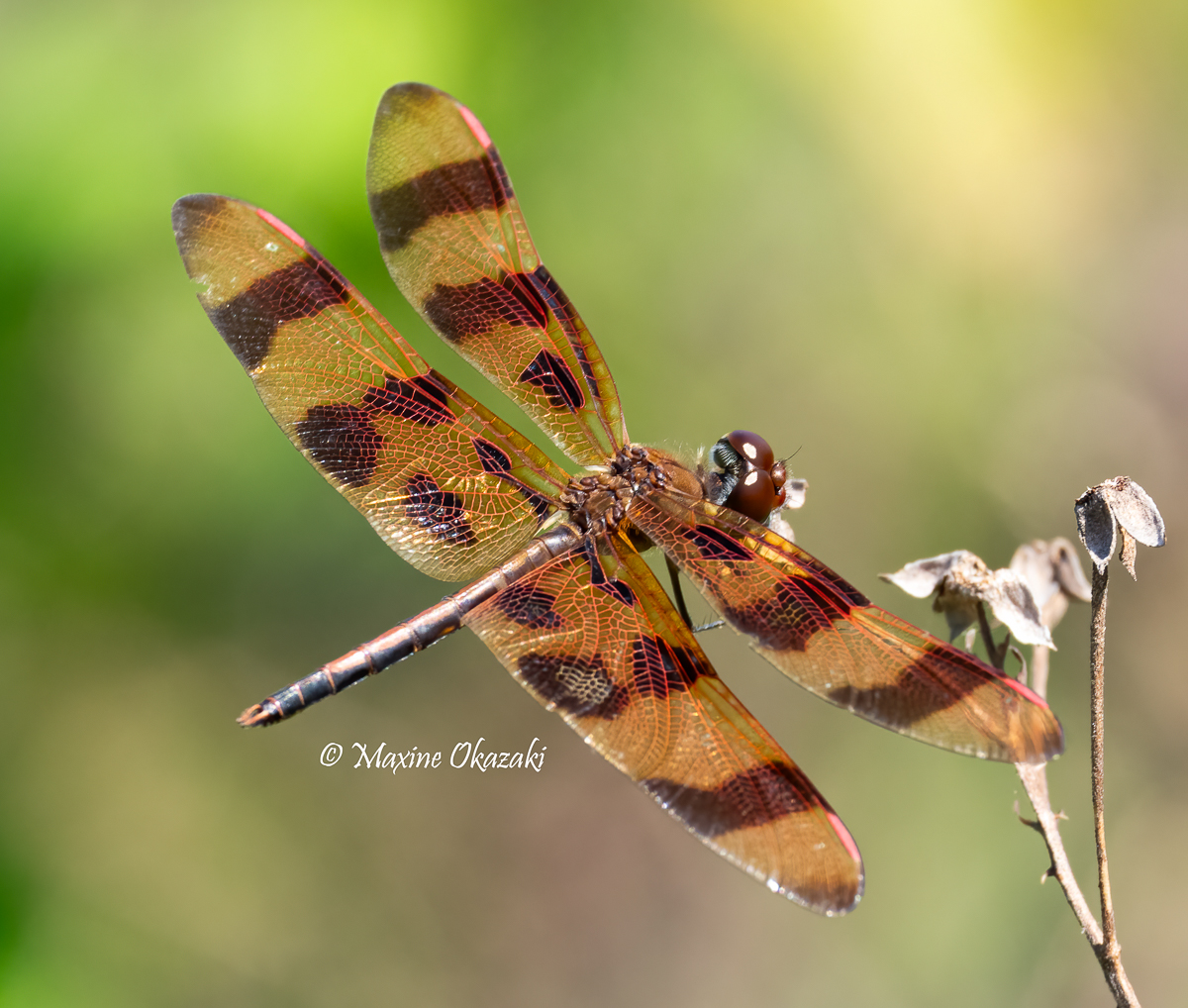 Male Halloween pennant dragonfly, Wake County, NC