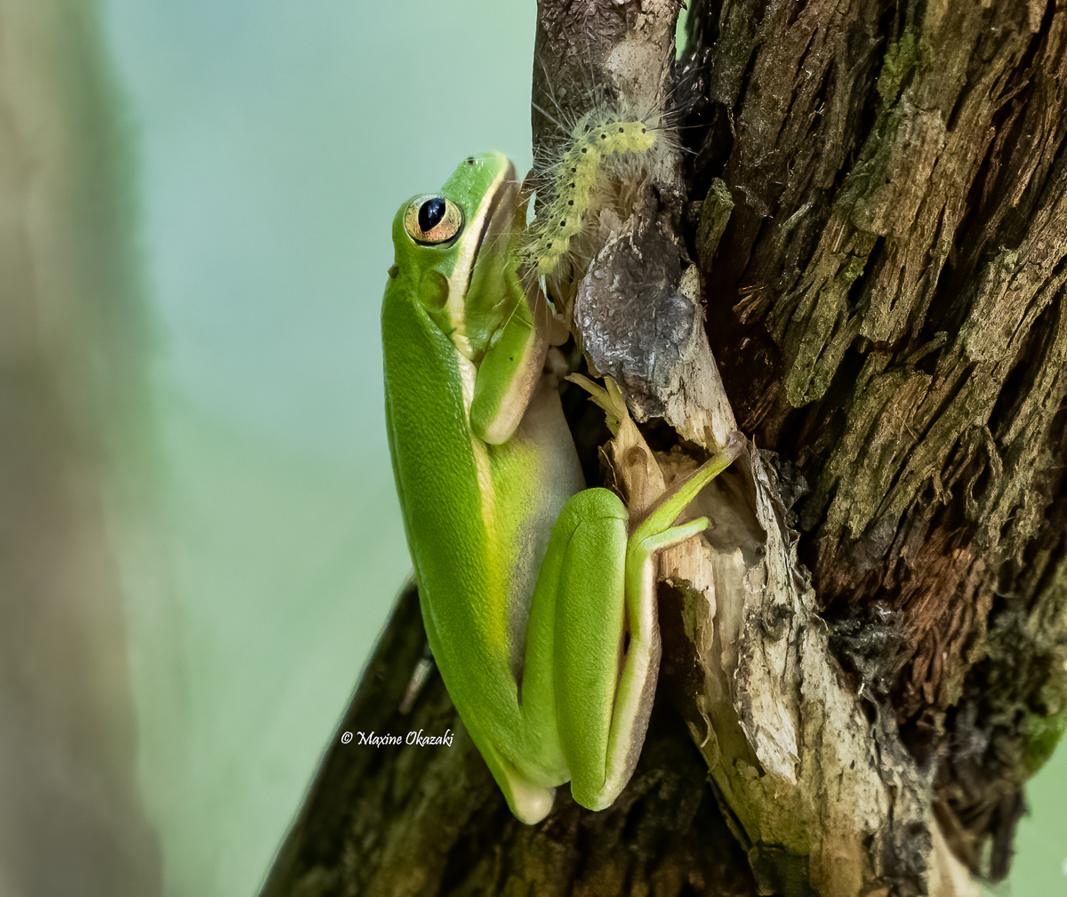 Green treefrog and fall webworm caterpillar, Durham County, NC