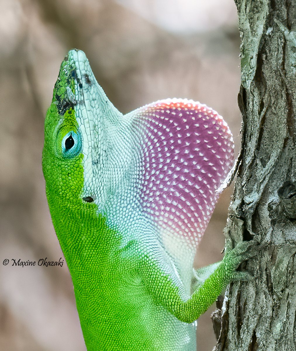 Green anole, Outer Banks, NC