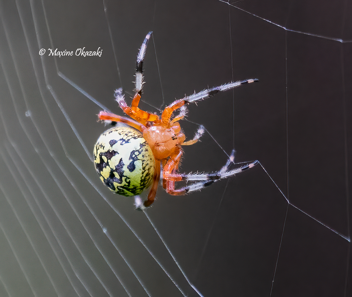 Marbled orb-weaver spider, Orange County, NC