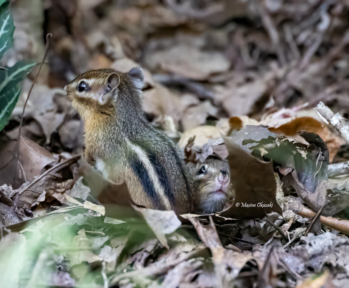 Baby chipmunks coming out of burrow, Oranmge County, NC