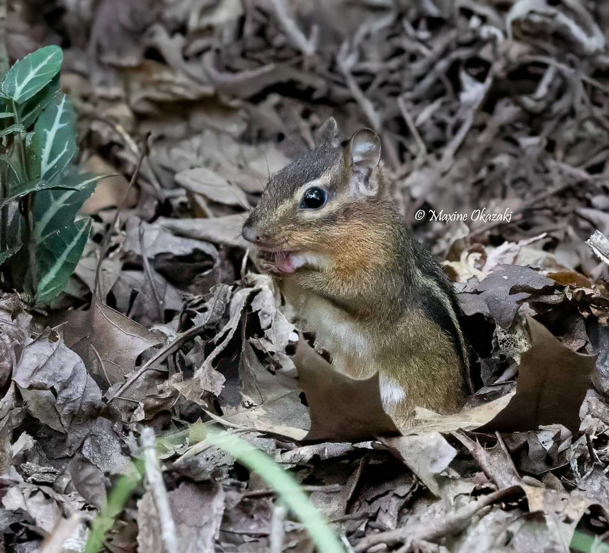 Baby chipmunk grooming, Orange County, NC
