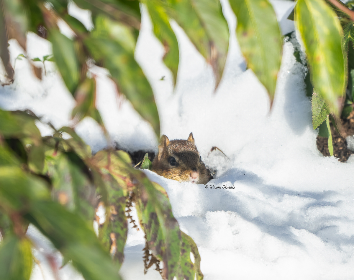 Grumpy chipmunk, Orange County, NC