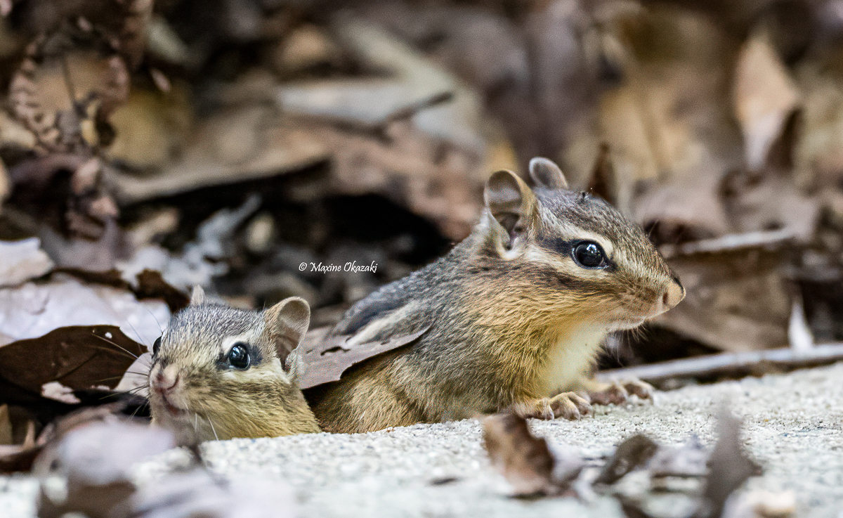 Baby chipmunks coming out of burrow, Oranmge County, NC