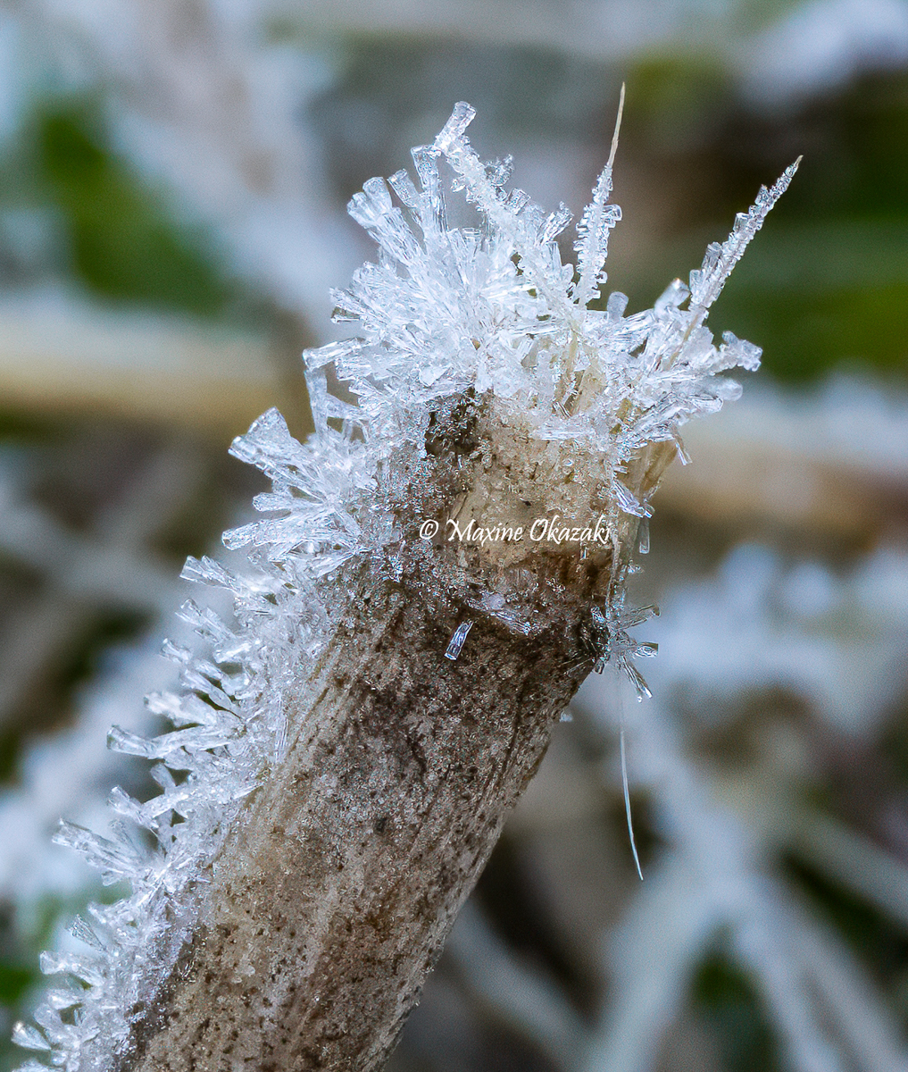 Hoarfrost on vegetation, Orange County, NC