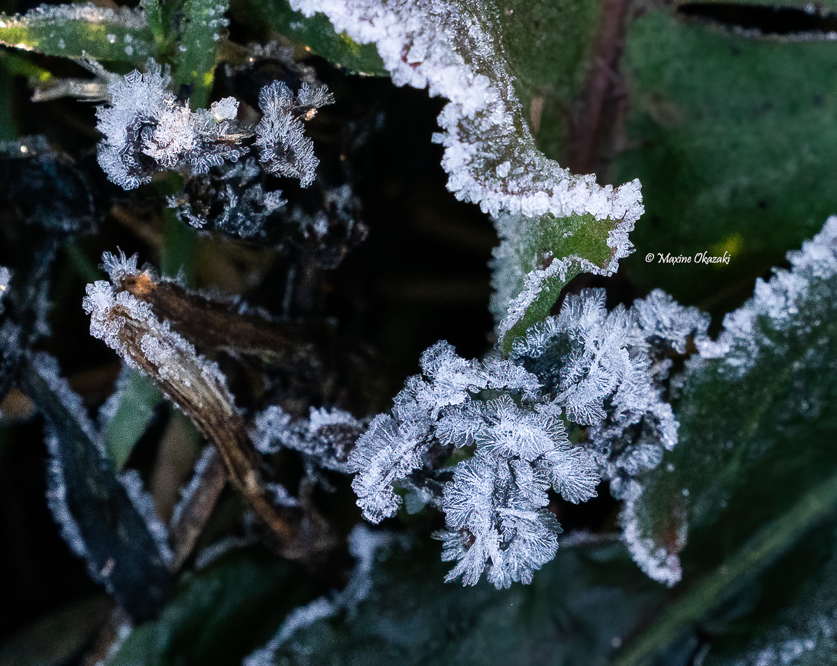 Hoarfrost on vegetation, Durham County, NC
