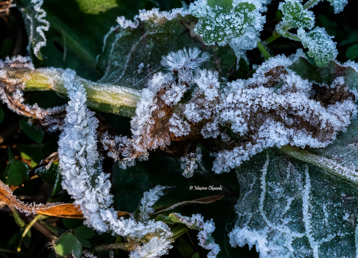 Hoarfrost on vegetation, Durham County, NC