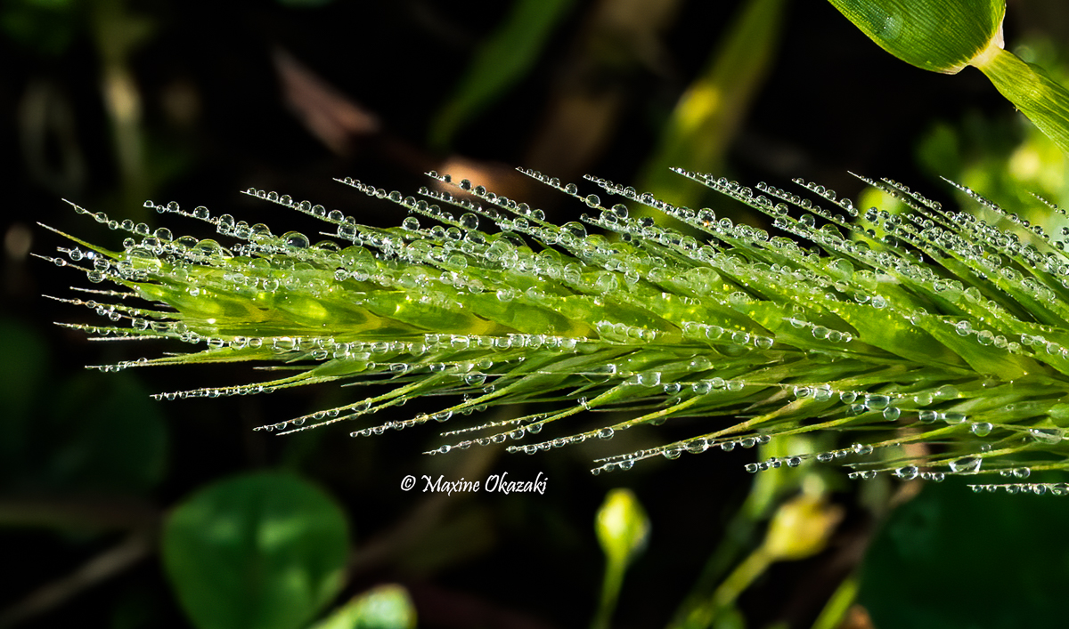 Dew on vegetation, Durham County, NC