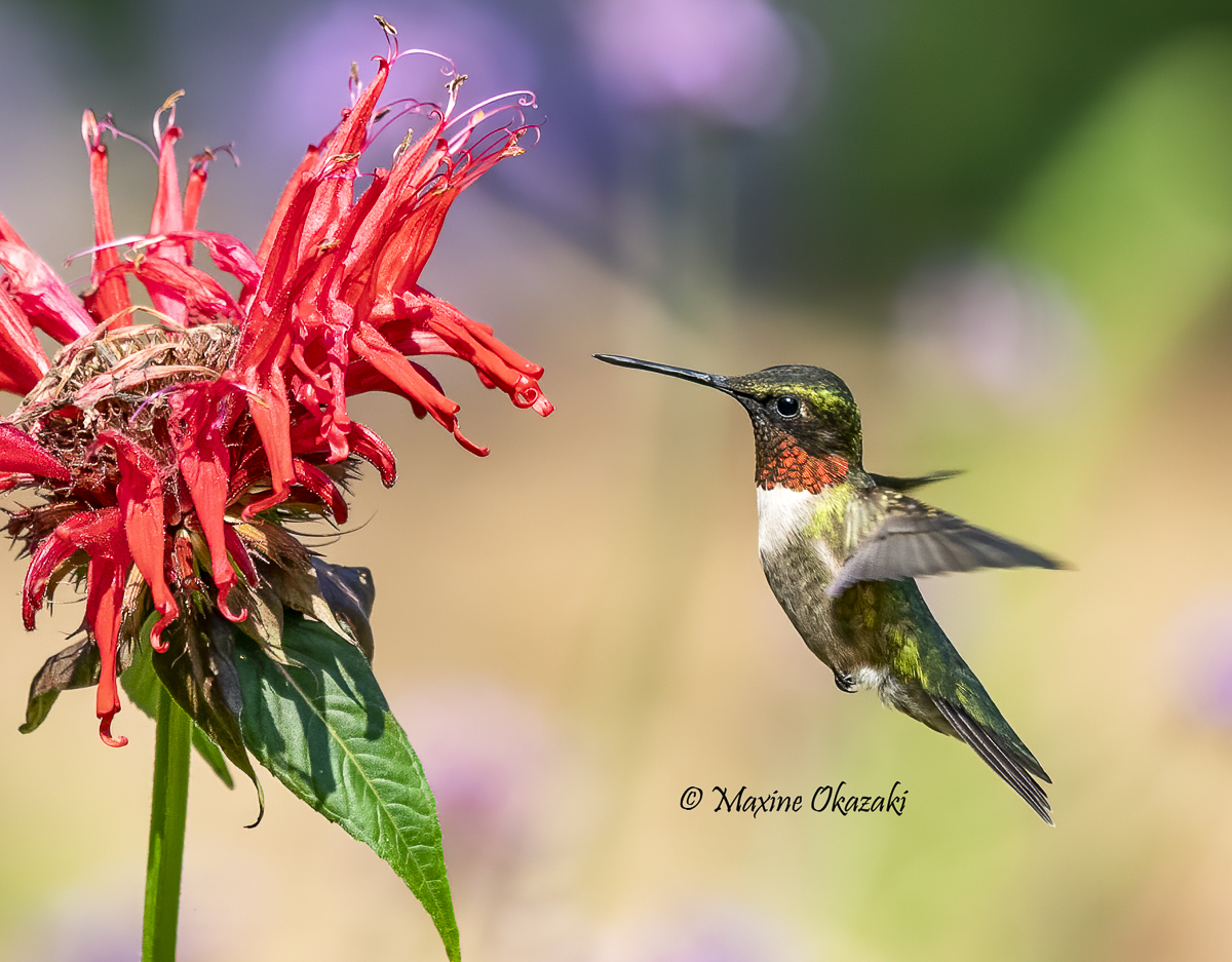 Male ruby-throated hummingbird, Durham County, NC