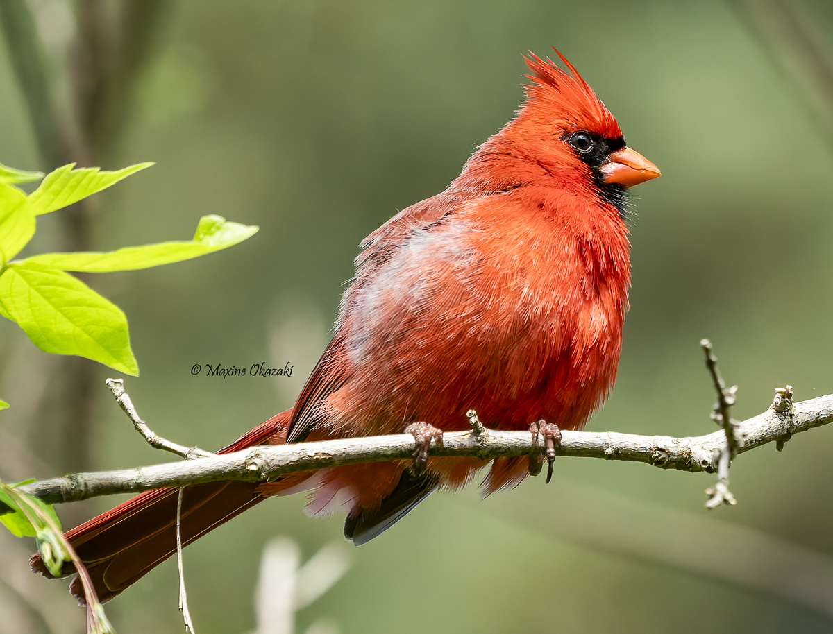 Northern Cardinal, Durham County, NC