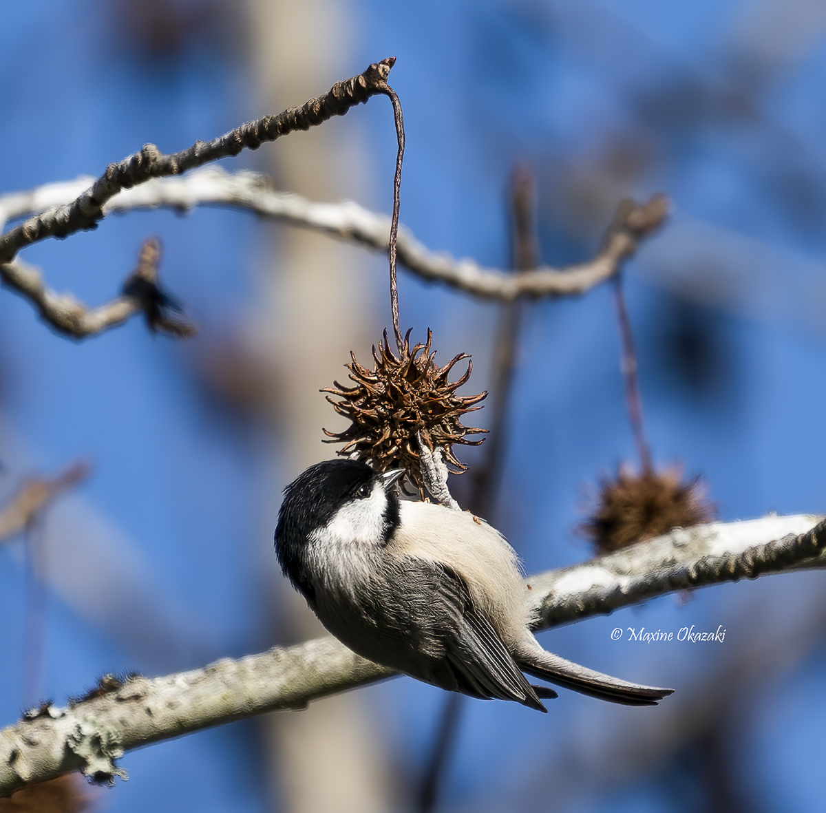 Carolina chickadee eating sweet gum seeds, Durham County, NC