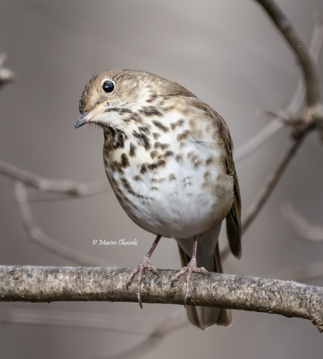 Hermit thrush, Orange County, NC