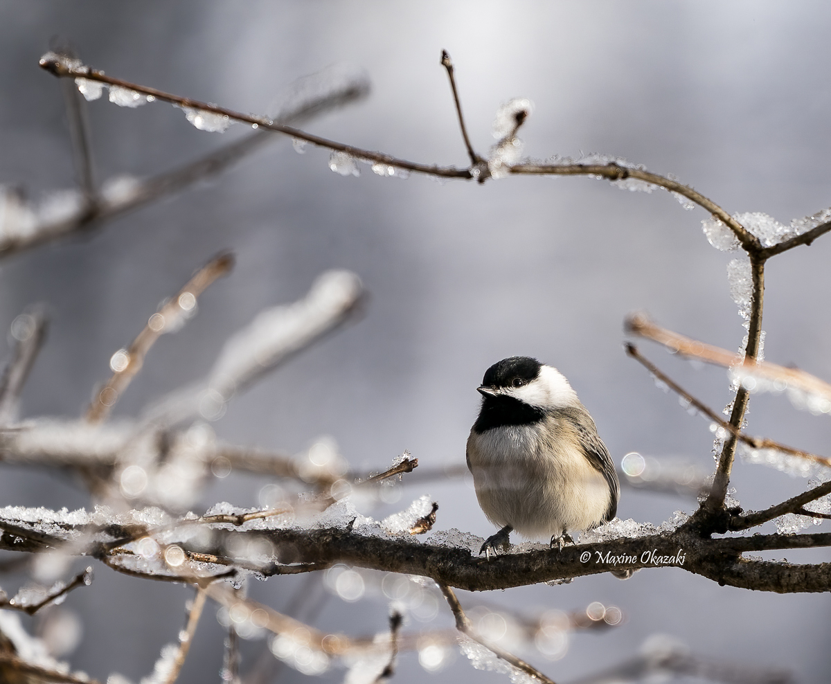 Carolina chickadee, Orange County, NC